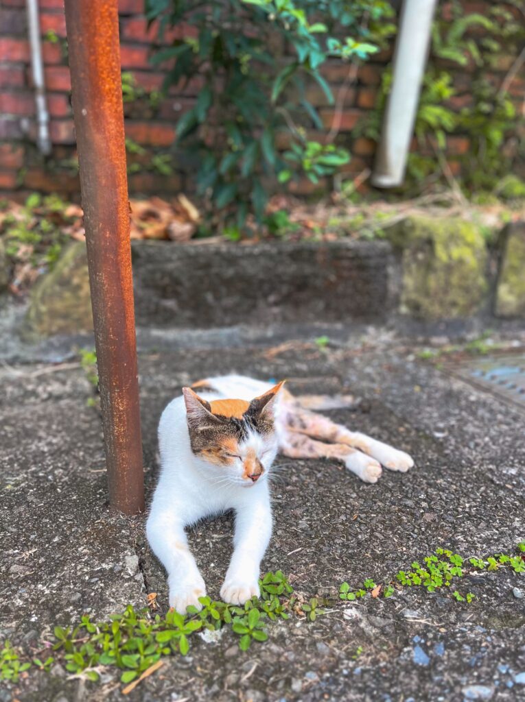 kitties at HuoTong Cat Village, the best day trip from Taipei city