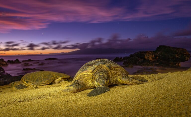 The Hawaiian Honu – Symbol of Wisdom, Good Luck & Resilience